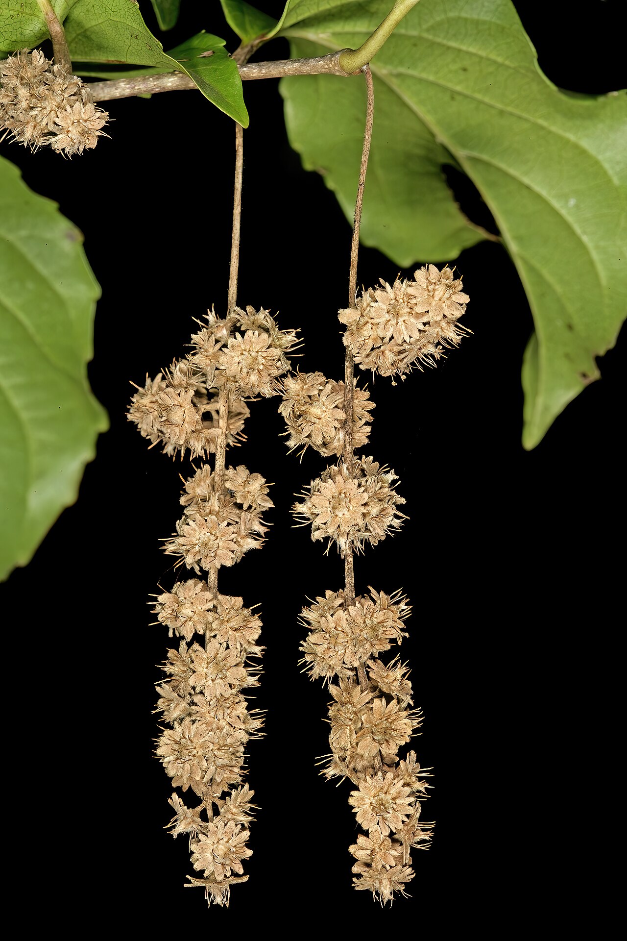 Brown-ironwood: Homalium dentatum , infructescences; Lowveld National Botanical Garden, Nelspruit, Mpumalanga, South Africa