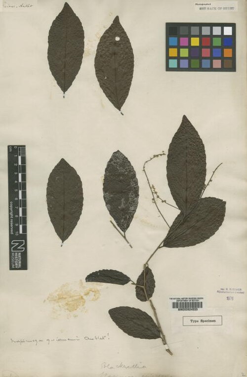 Homalium guianense: Racoubea guianensis Aubl. (= Homalium guianense (Aubl.) Oken ) - herbier collecté par Aublet en Guyane, conservé au British Museum BM000624533