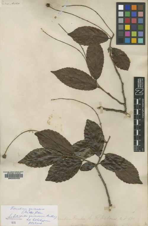 Homalium guianense: Racoubea guianensis Aubl. (= Homalium guianense (Aubl.) Oken ) - herbier collecté par Aublet en Guyane, conservé au British Museum BM000624532