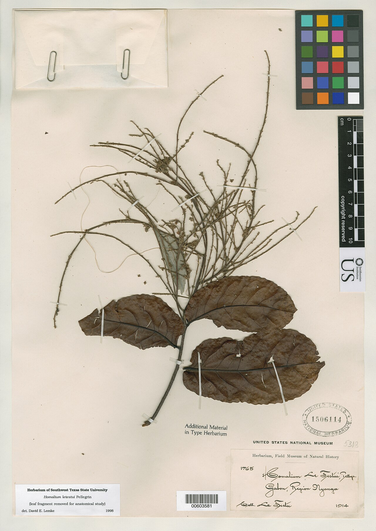 Homalium letestui: * Homalium letestui Pellegr. Object Details Biogeographical Region 23 - West-Central Tropical Africa Collector G. M. Le Testu Record Last Modified 29 Aug 2016 S