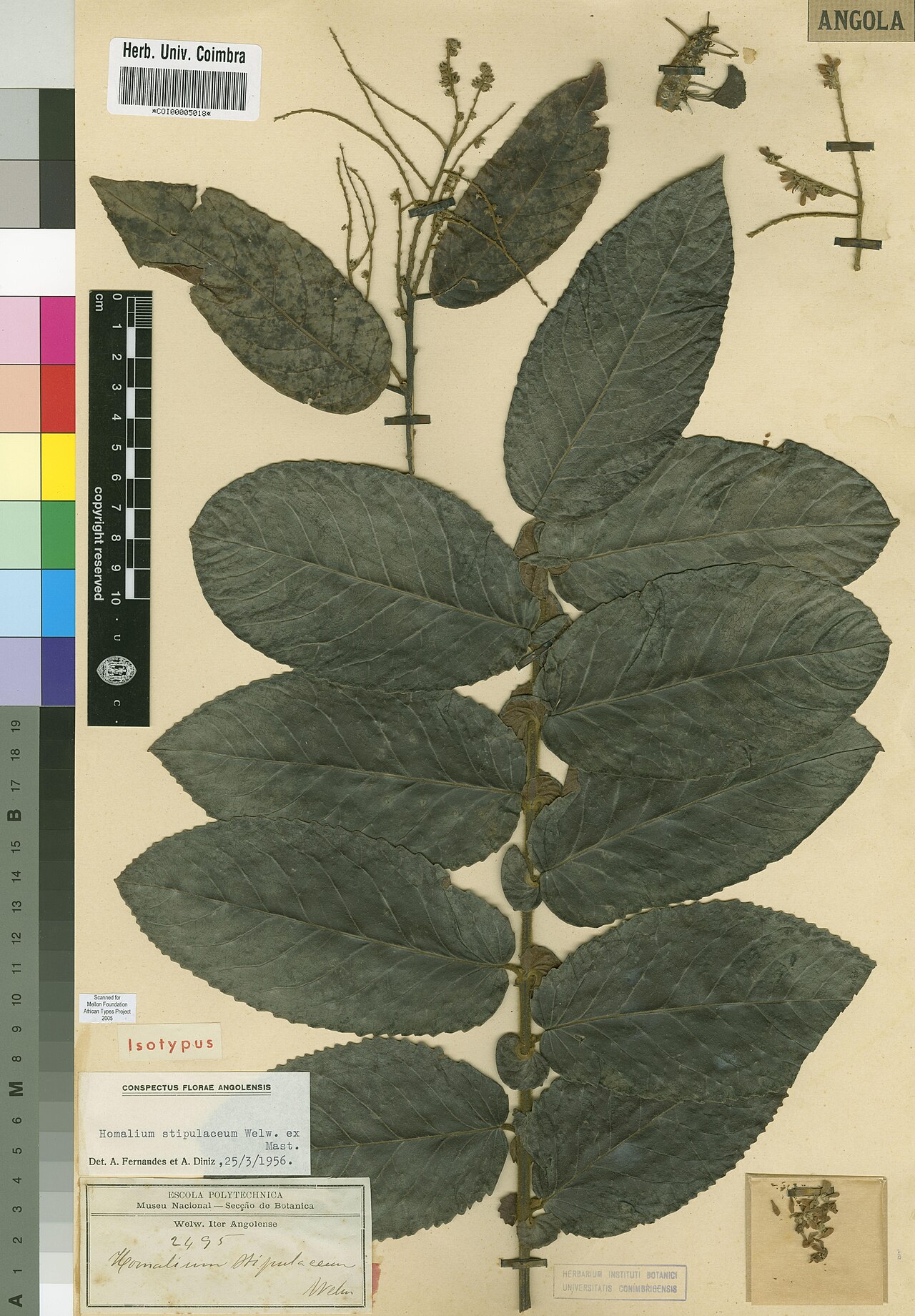 Homalium stipulaceum: Photograph of Isotype of Homalium stipulaceum at Herbarium of the University of Coimbra, Portugal (COI). Specimen COI00005018. http://coicatalogue.uc.pt/specime
