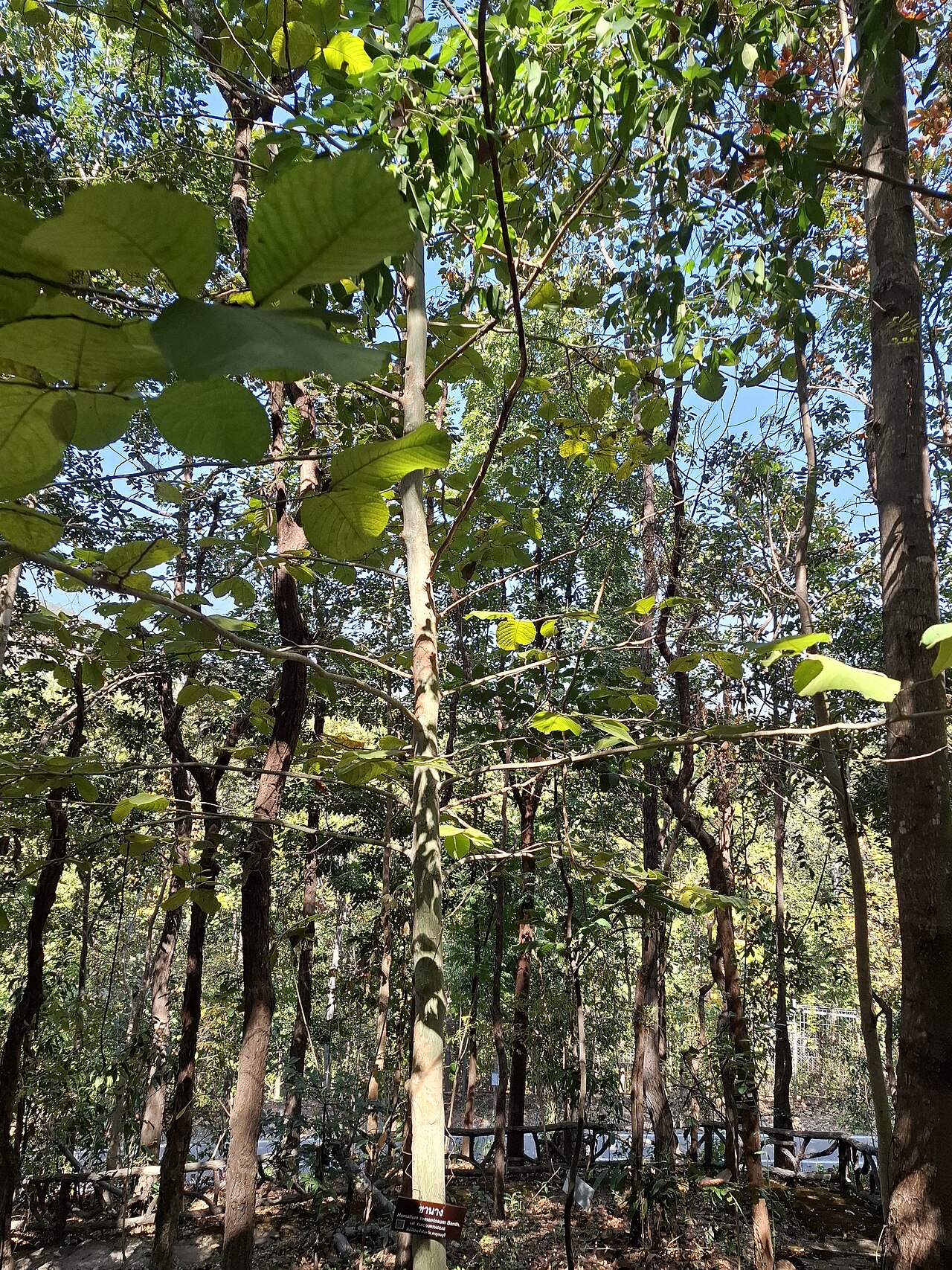 Homalium tomentosum: Homalium tomentosum