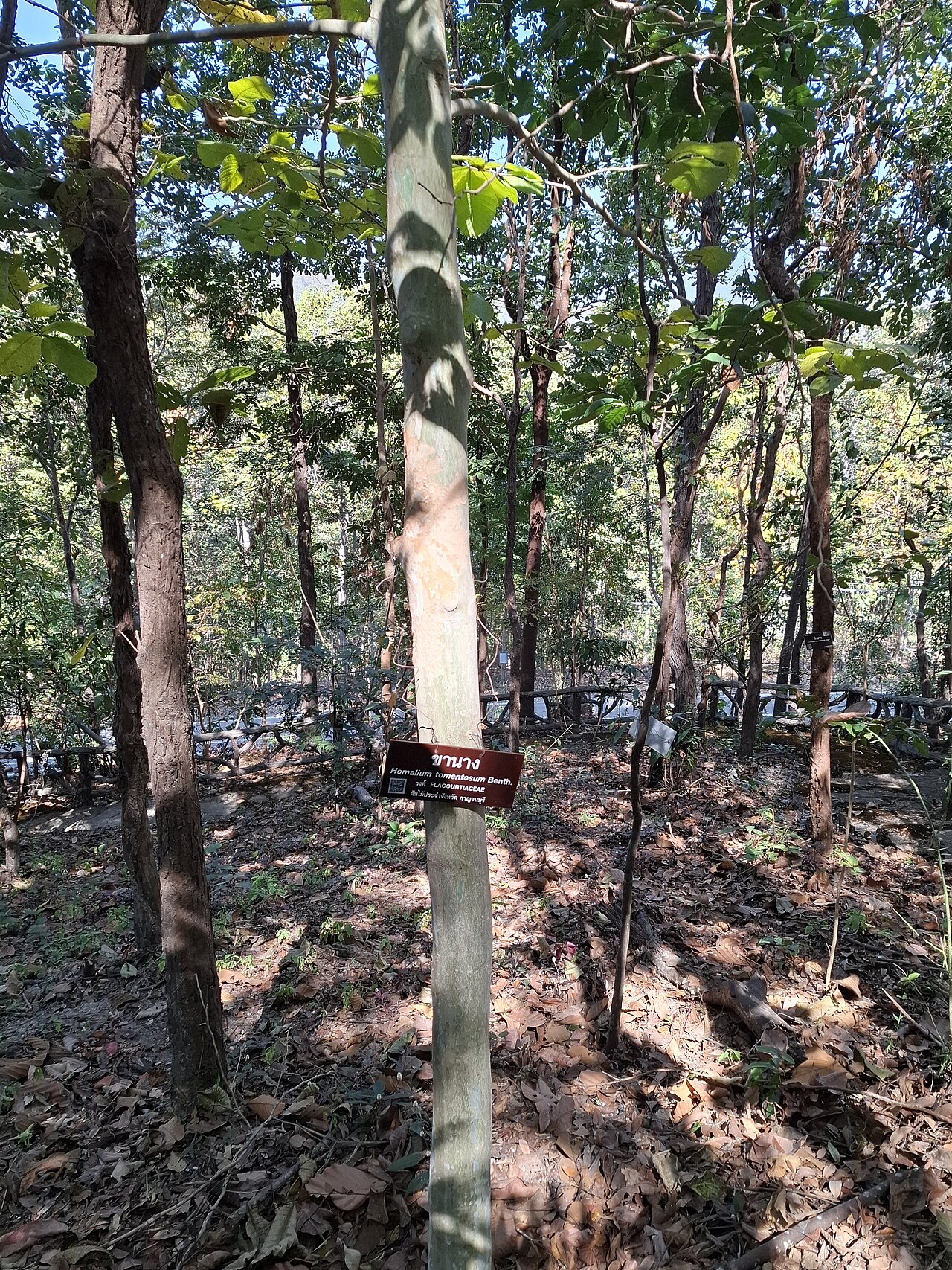 Homalium tomentosum: Homalium tomentosum