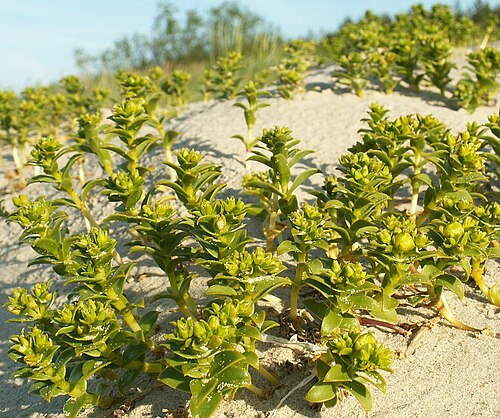 Seaside sandplant: Honckenya peploides on the Baltic see. Swinoujscie, NW Poland.