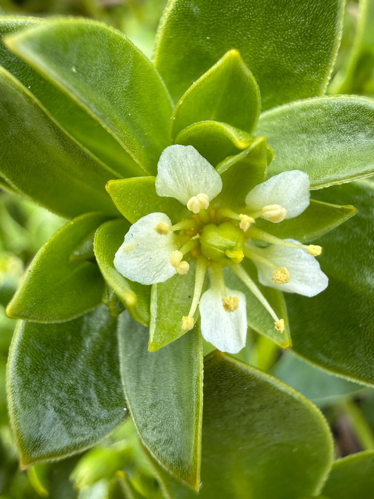 Seaside sandplant (Honckenya peploides)