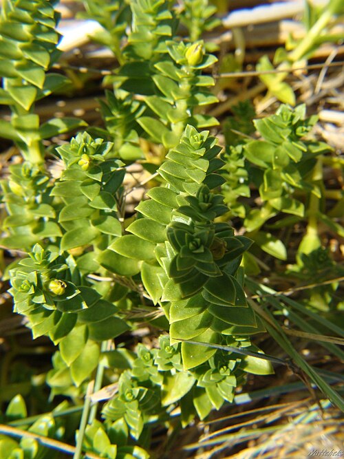 Seaside sandplant: Sea Sandwort