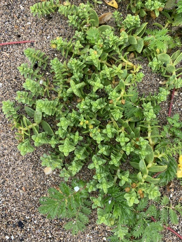 Seaside sandplant (Honckenya peploides)