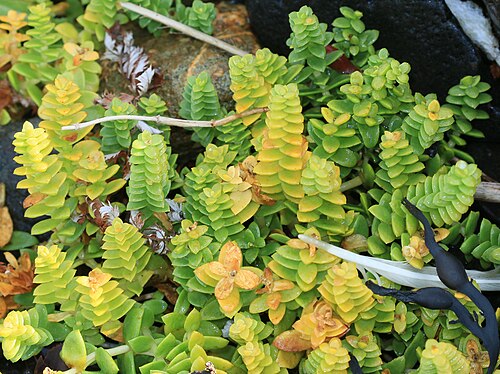 Seaside sandplant: Gullane, East Lothian, Scotland