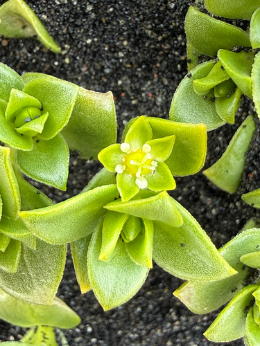 Seaside sandplant (Honckenya peploides)