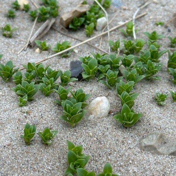 Seaside sandplant (Honckenya peploides)