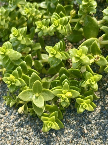 Seaside sandplant (Honckenya peploides)