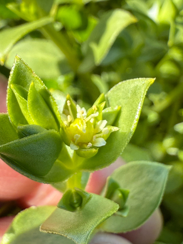 Seaside sandplant (Honckenya peploides)