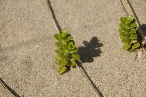 Seaside sandplant (Honckenya peploides)