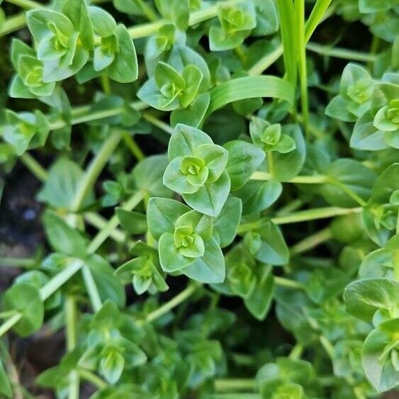 Seaside sandplant (Honckenya peploides)