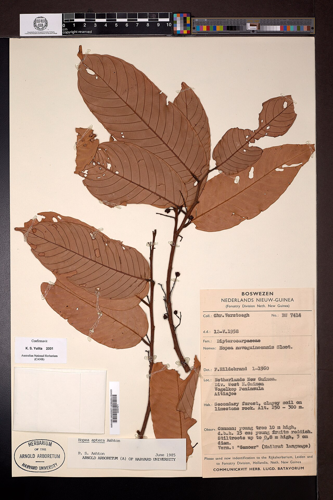 Hopea aptera: Herbarium specimen of Hopea aptera held at Harvard University herbaria