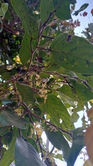 Hopea canarensis (Hopea canarensis)