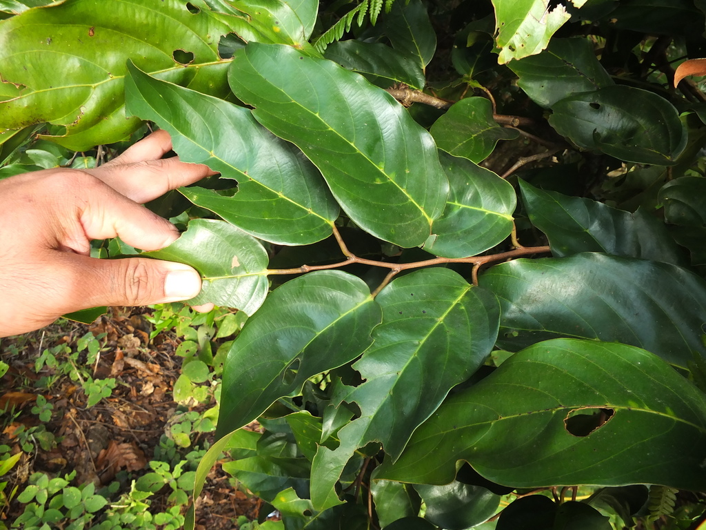 Hopea canarensis (Hopea canarensis)