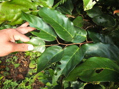 Hopea canarensis (Hopea canarensis)