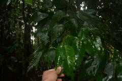 Hopea canarensis (Hopea canarensis)