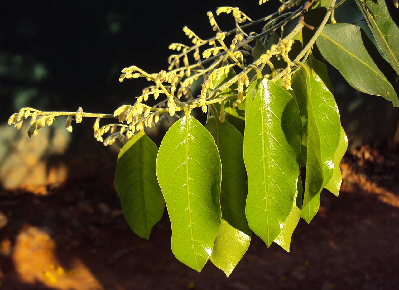 Hopea: Hopea parviflora