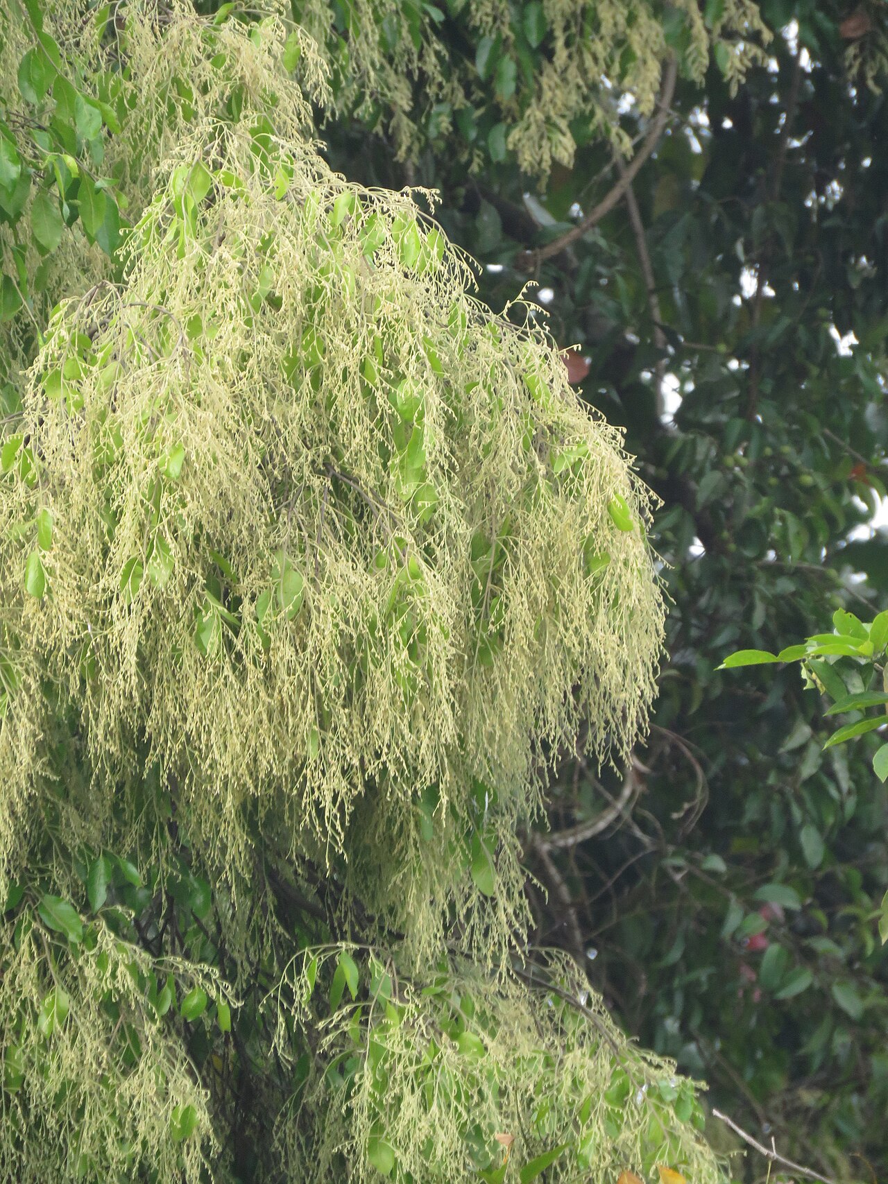 Hopea: Photos by Vinayaraj