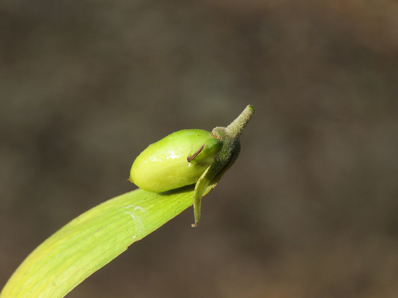 Hopea: Photos by Vinayaraj