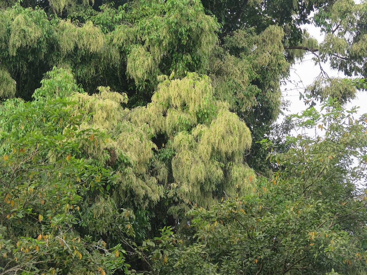 Hopea: Photos by Vinayaraj