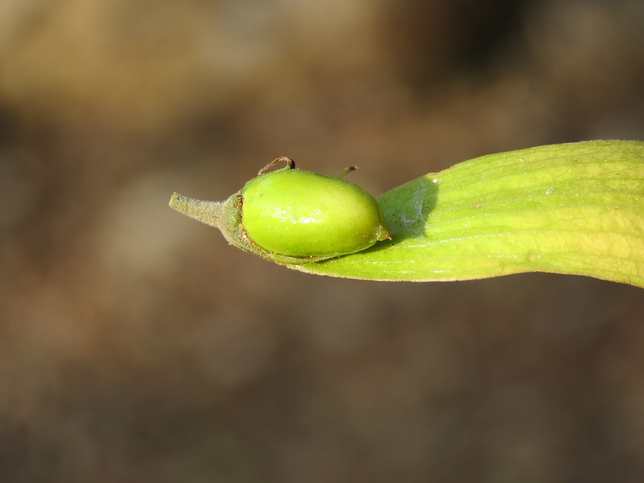 Hopea: Photos by Vinayaraj