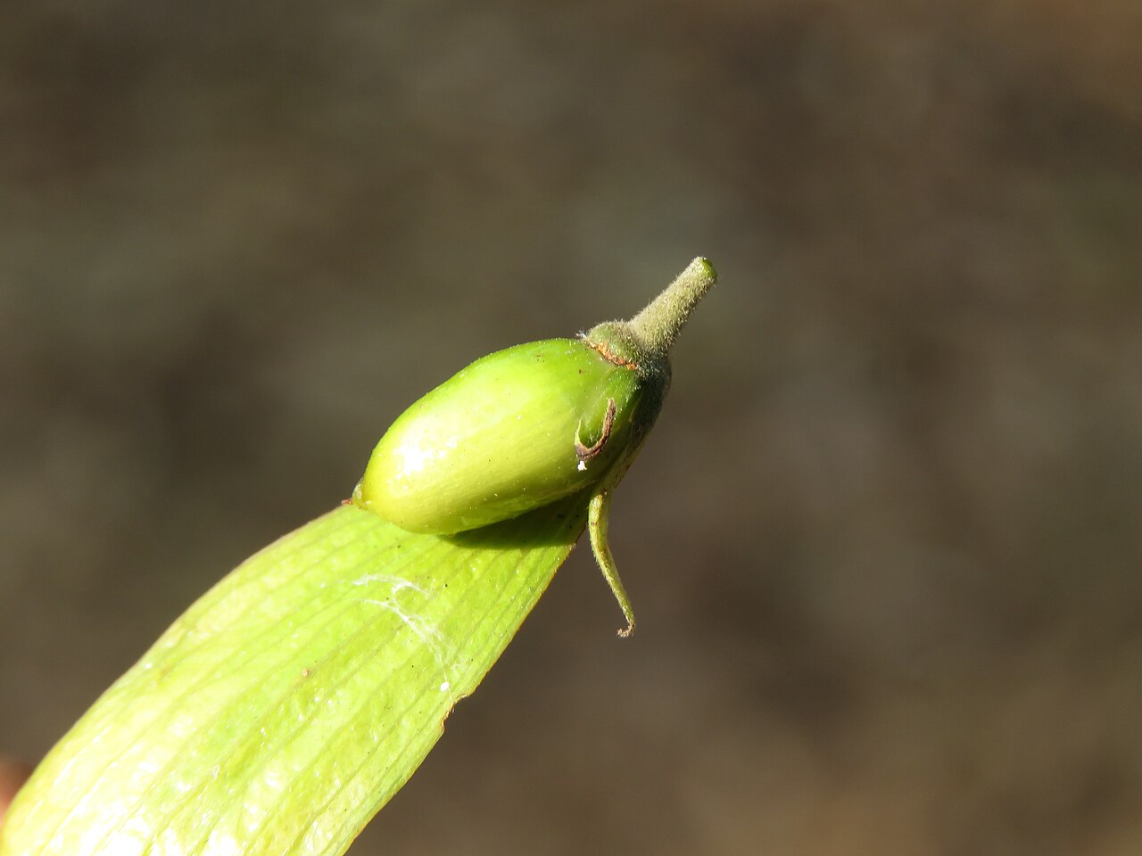 Hopea: Photos by Vinayaraj