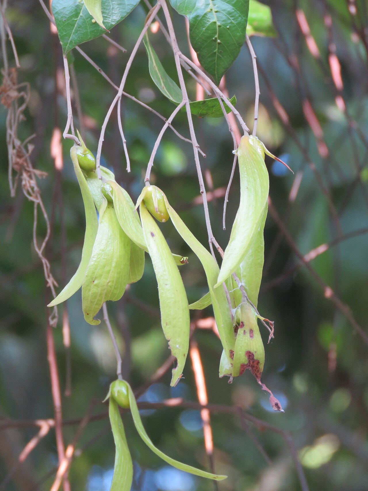 Hopea: Photos by Vinayaraj