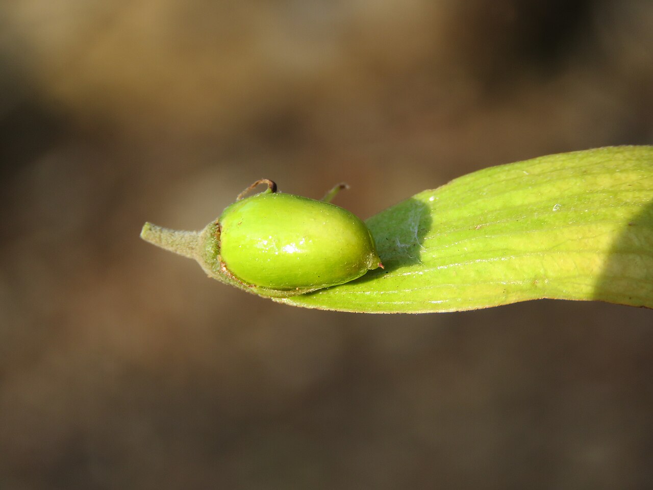 Hopea: Photos by Vinayaraj