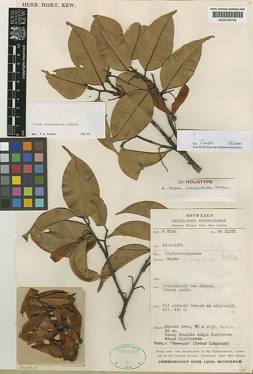 Hopea inexpectata: Herbarium specimen of Hopea inexpectata from Kew Herbarium. K000700790.