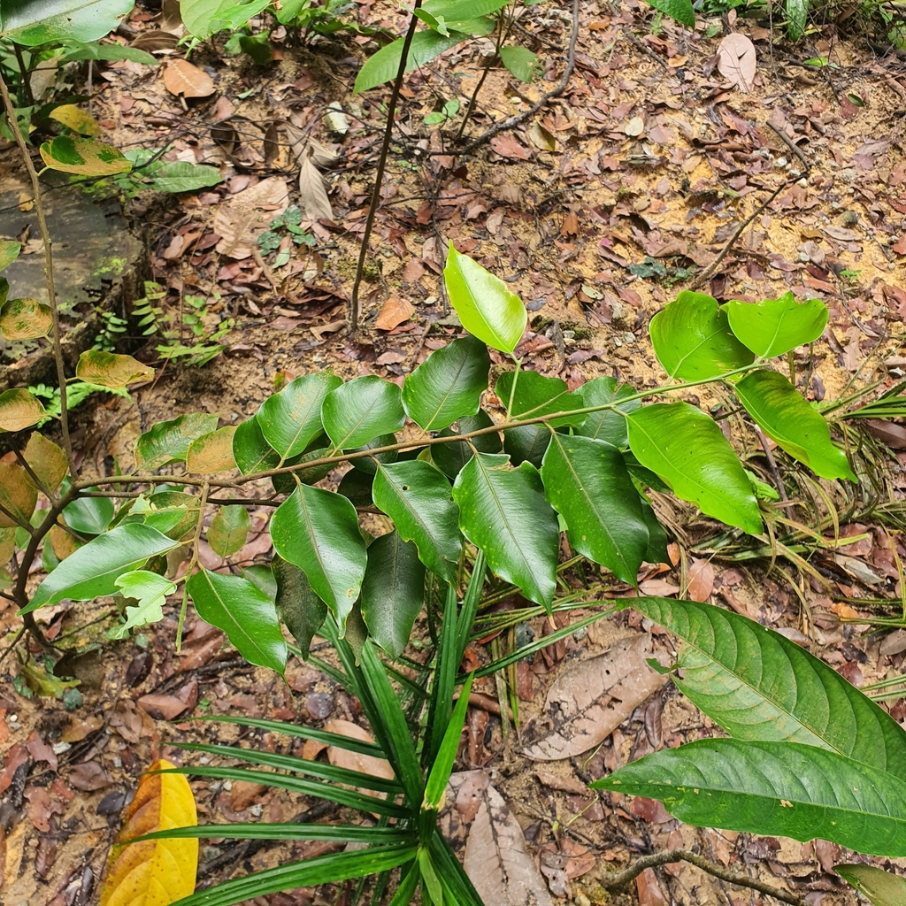 Hopea mengarawan (Hopea mengarawan)