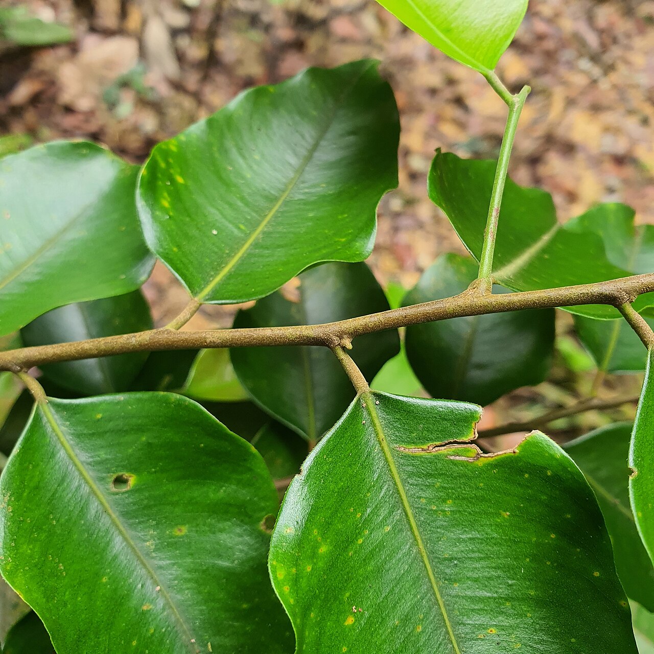 Hopea mengarawan: Hopea mengarawan in Singapore