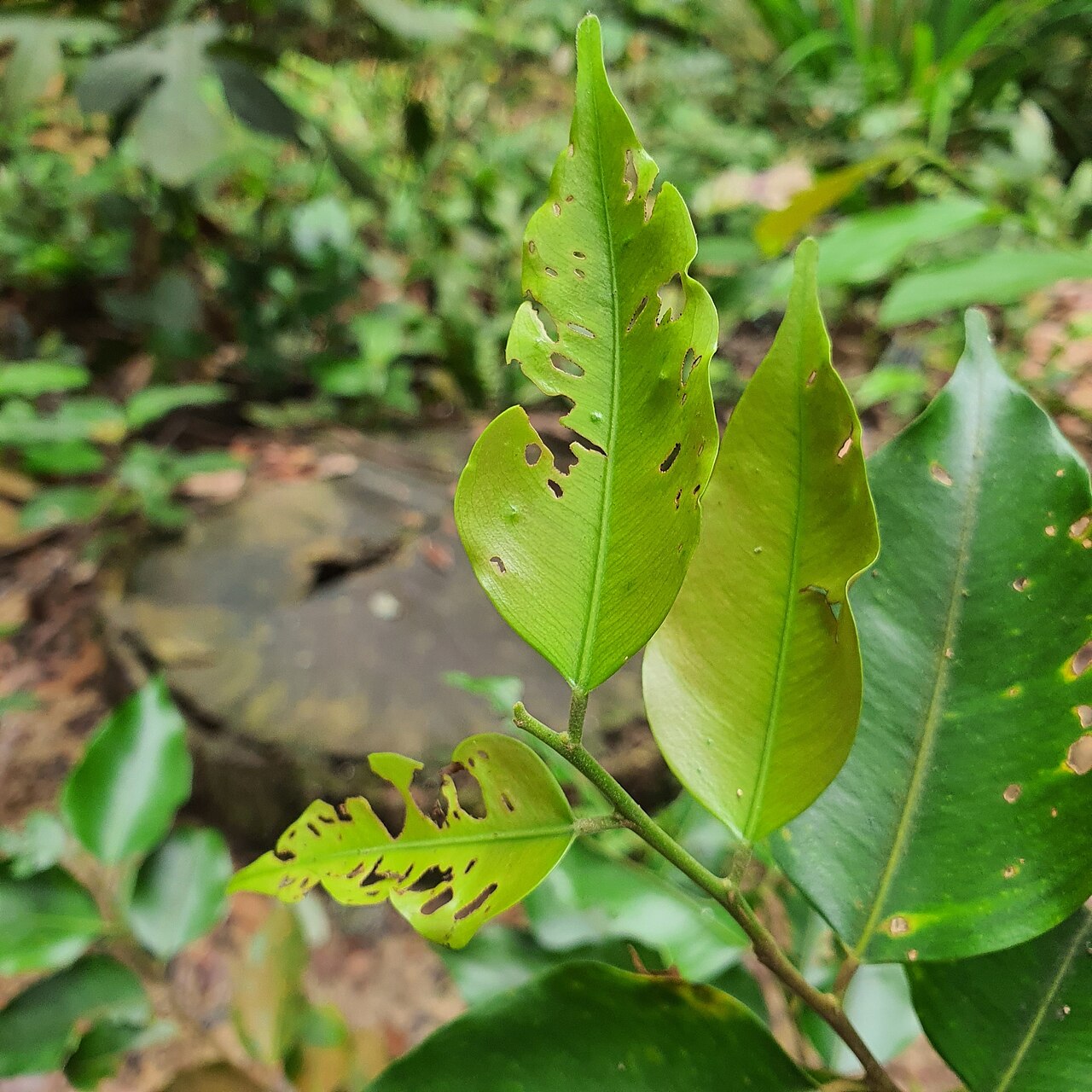 Hopea mengarawan: Hopea mengarawan in Singapore