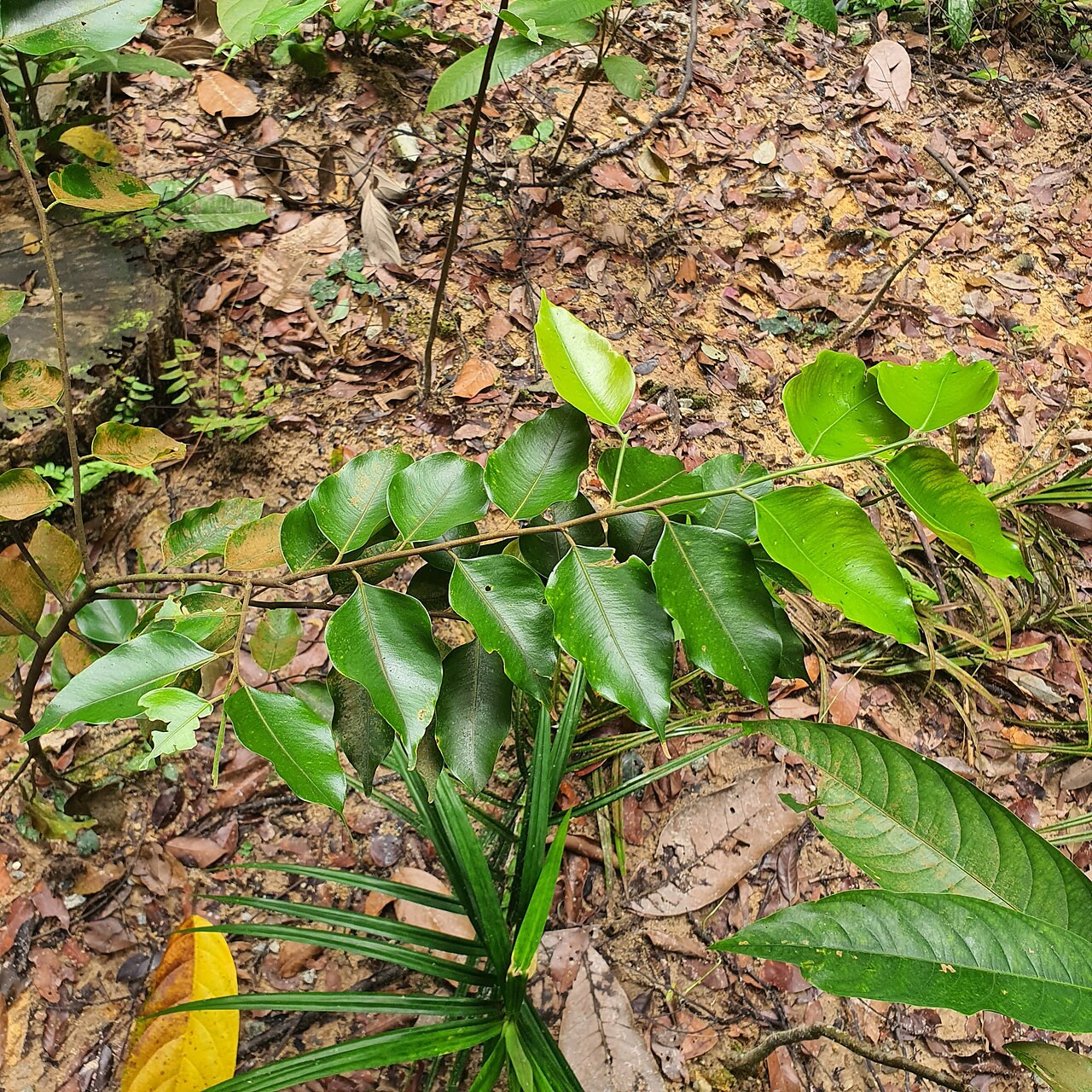 Hopea mengarawan: Hopea mengarawan in Singapore