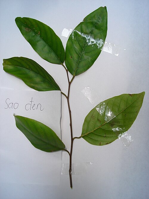 Hopea odorata: Ảnh chụp cành mang lá cây sao đen