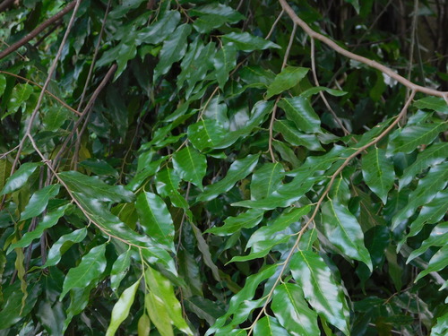 Hopea odorata (Hopea odorata)