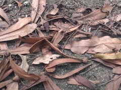 Hopea odorata (Hopea odorata)