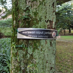 Hopea odorata (Hopea odorata)