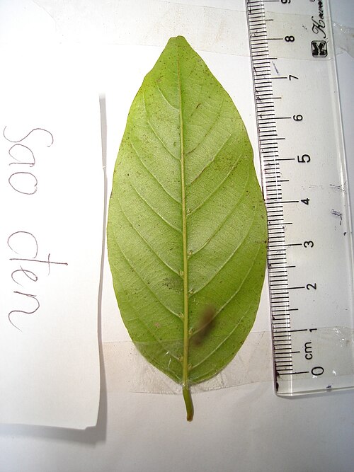 Hopea odorata: Hình thái mặt dưới lá cây Sao đen.