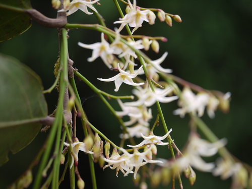 Hopea ponga (Hopea ponga)