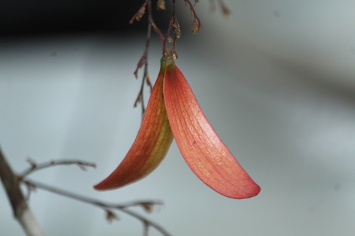 Hopea ponga (Hopea ponga)