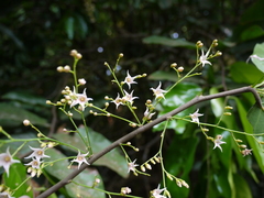 Hopea ponga (Hopea ponga)