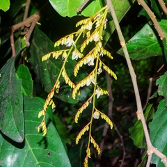 Hopea ponga (Hopea ponga)