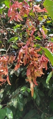 Hopea ponga (Hopea ponga)