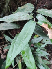 Hopea ponga (Hopea ponga)