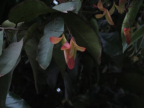 Hopea ponga: Hopea ponga - endemic to western ghats.