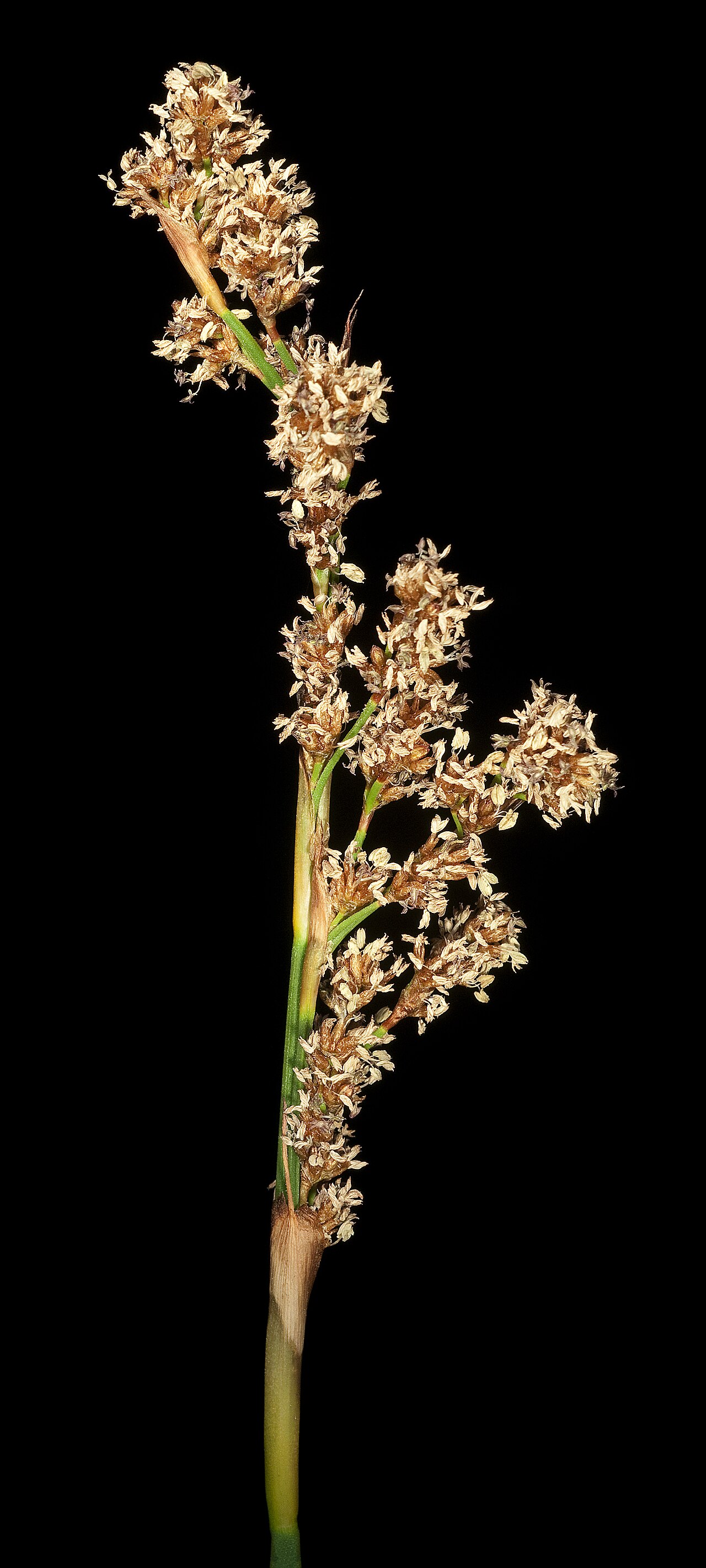 Hopkinsia anoectocolea: Hopkinsia anoectocolea