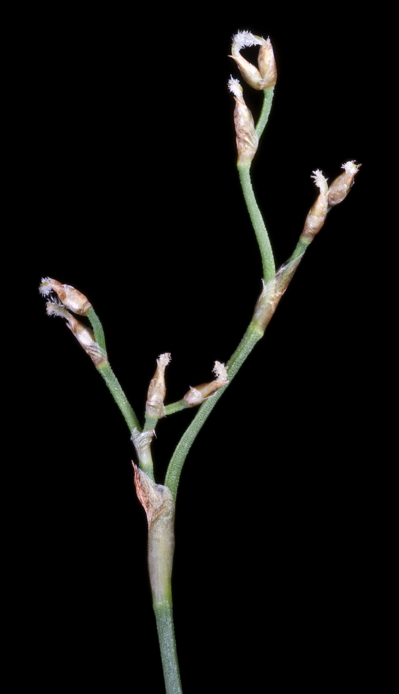 Hopkinsia anoectocolea: PERTH7999259